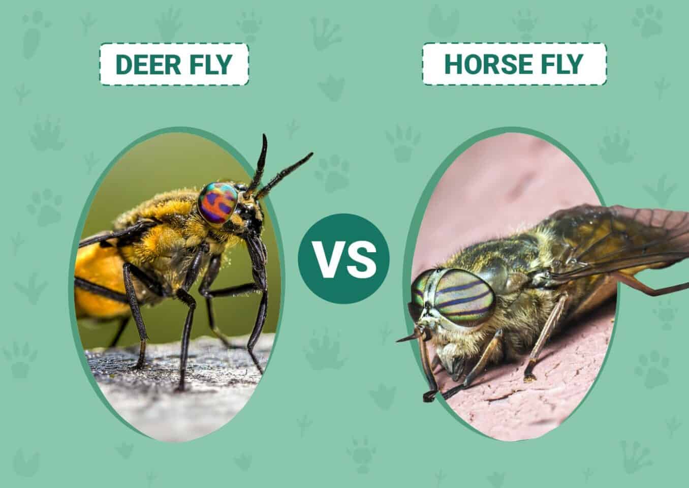 Deer Fly vs Horse Fly