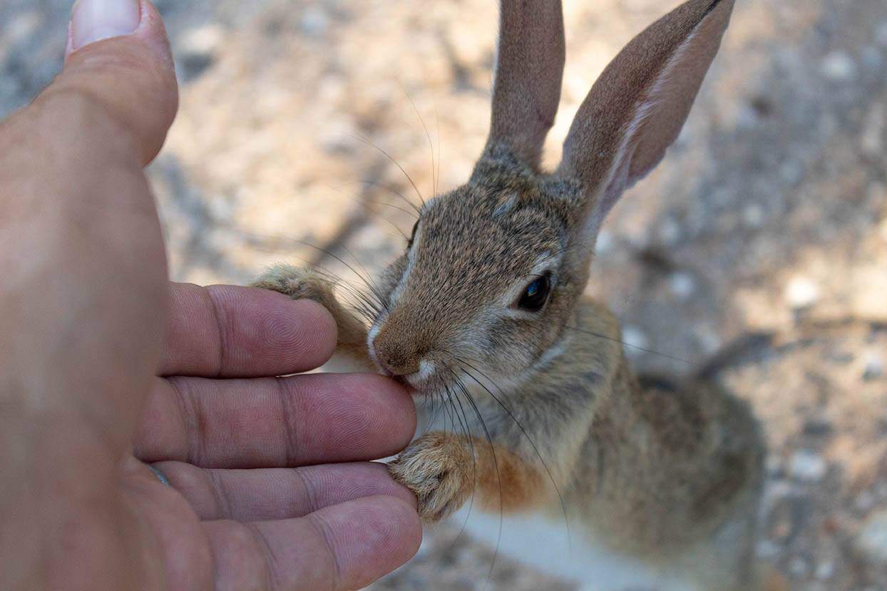 Desert Cottontail Rabbit touching human hand