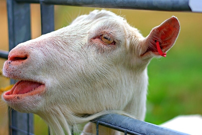 distressed goat