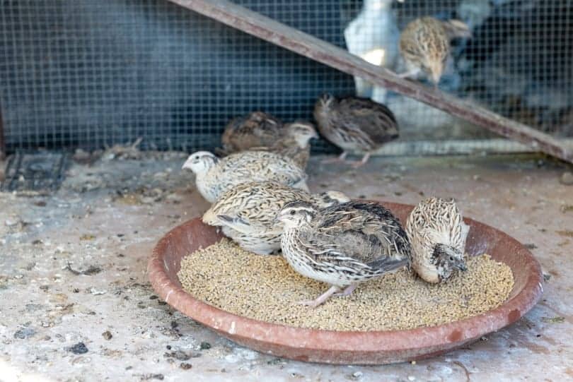domestic quail eating granulated feed