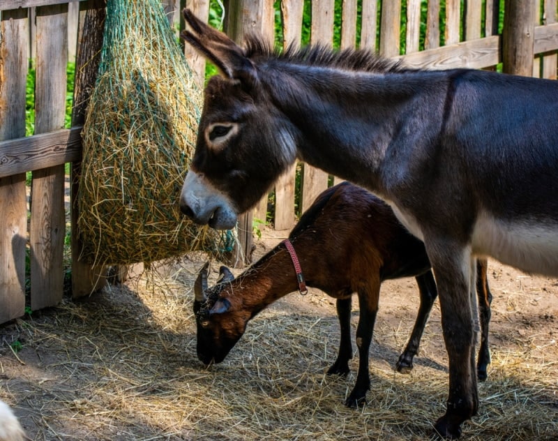 donkey and goat eati