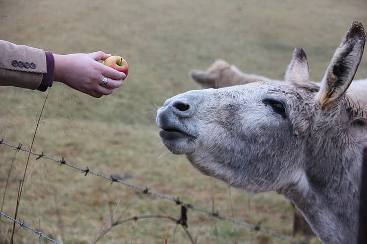 donkey being fed an apple