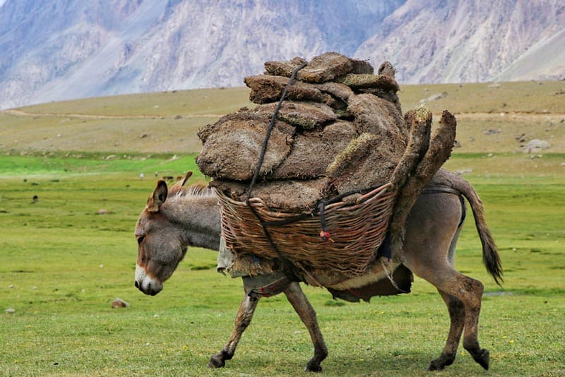 donkey carrying dry peat