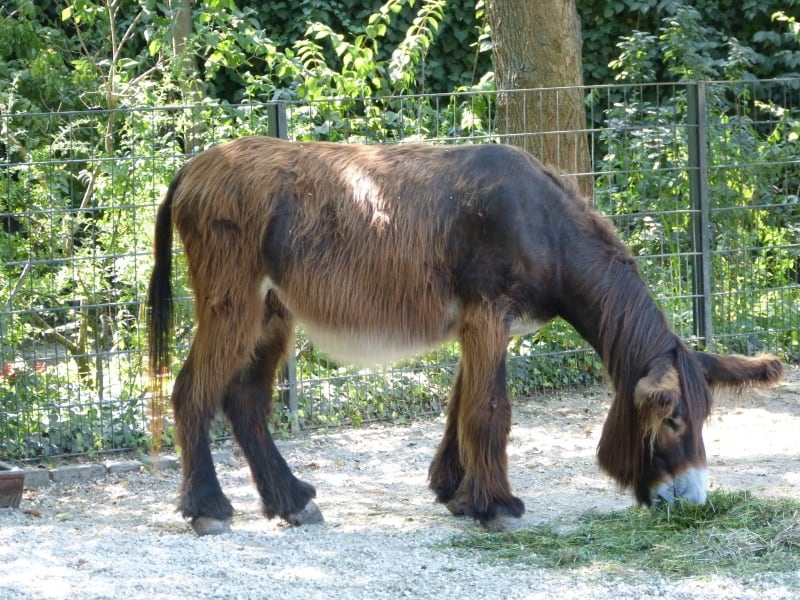 donkey eating hay