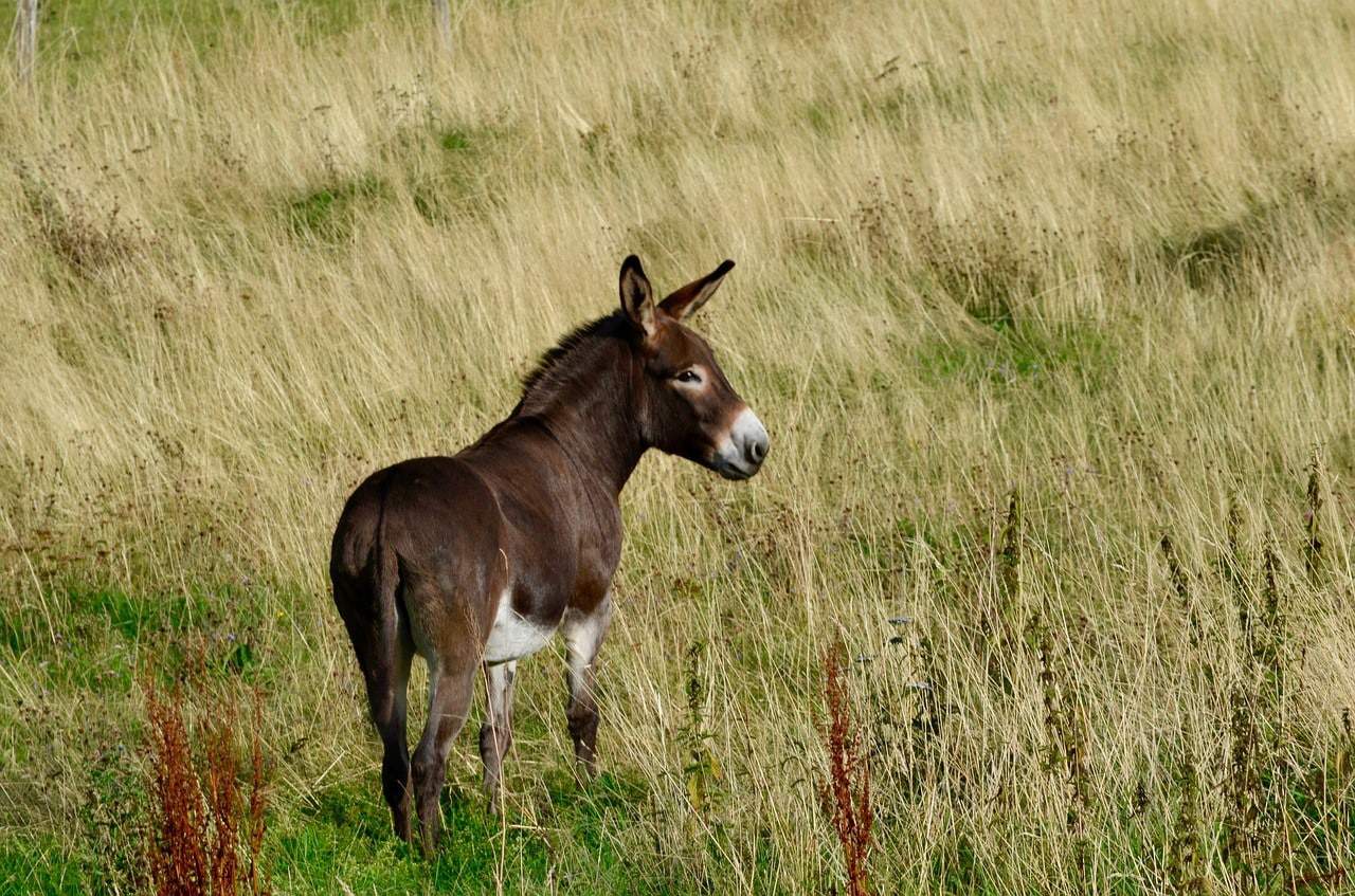 donkey in the pasture