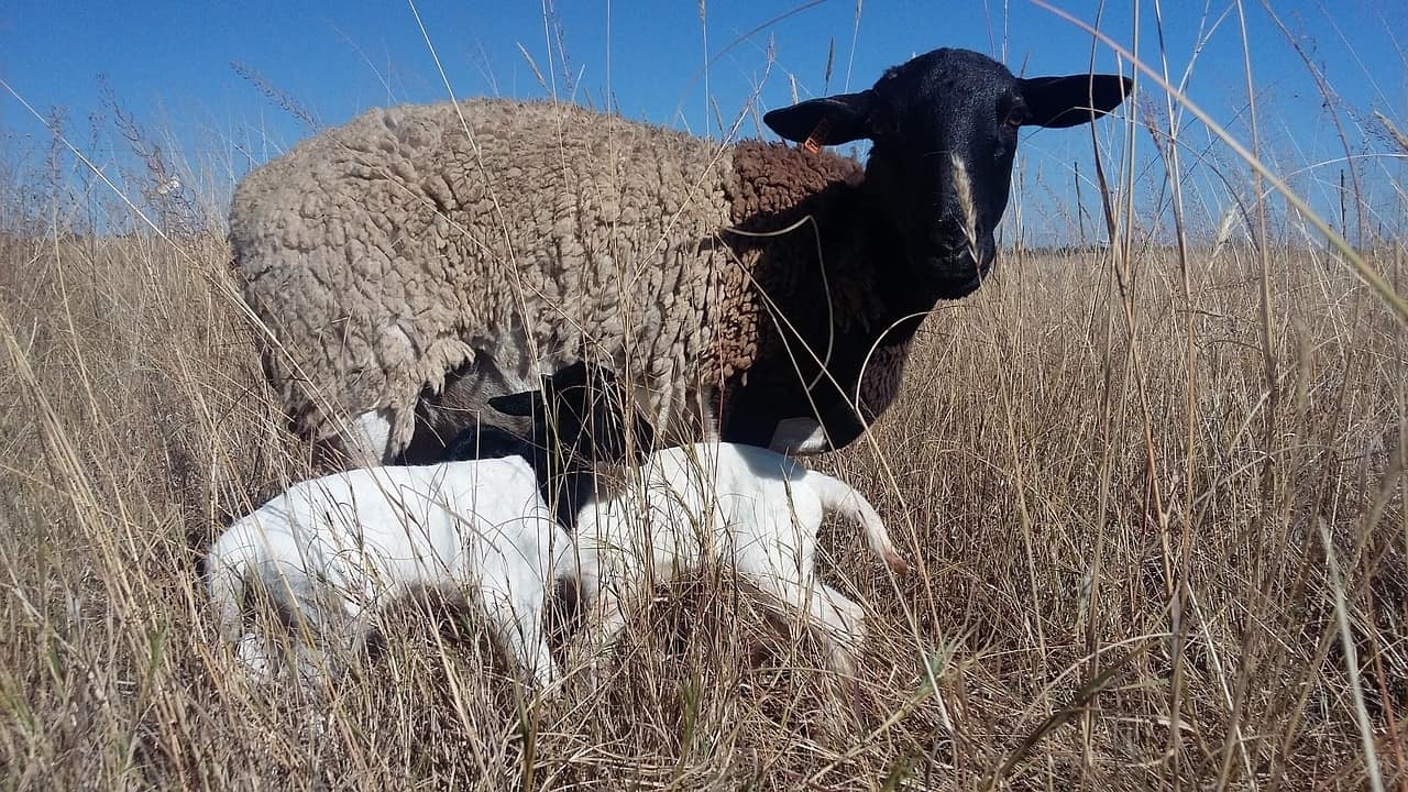 dorper sheep and lambs