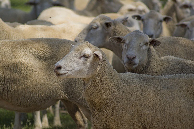 dorper sheep-pixabay
