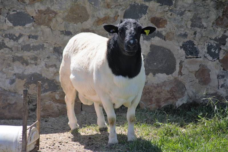 dorper sheep standing outdoors