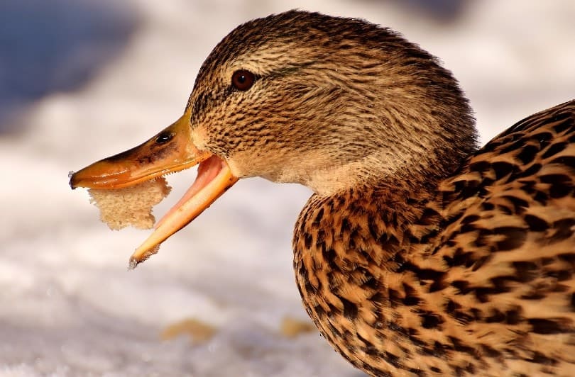 duck eating bread