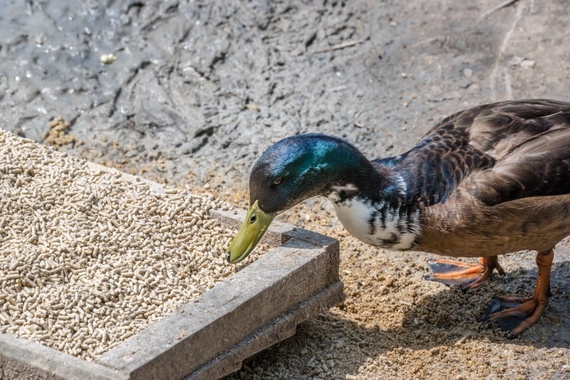 duck eating