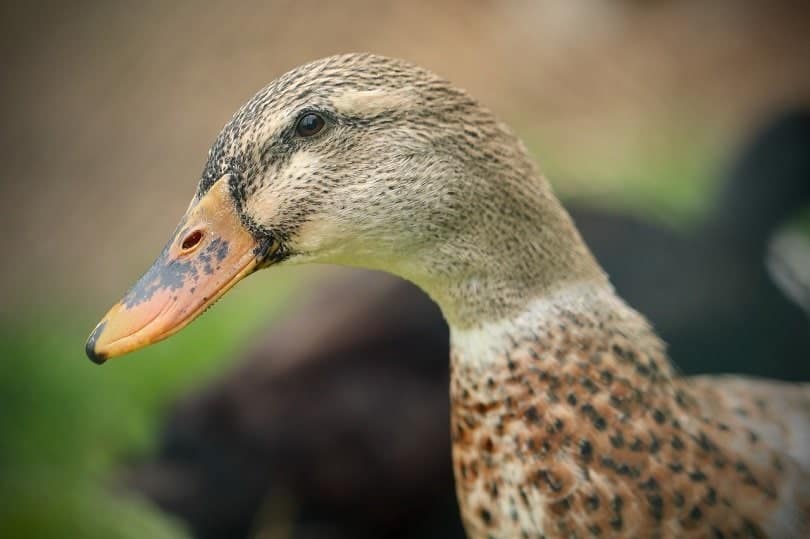 duck mallard head-pixabay