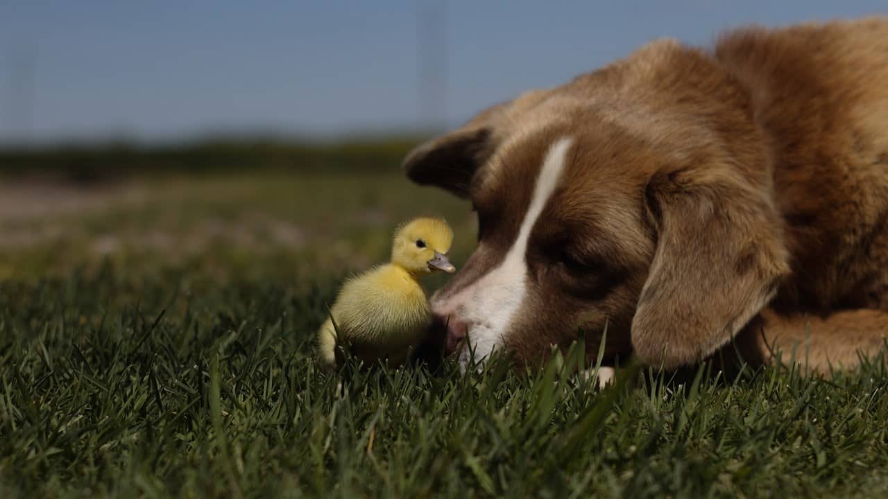 duckling and dog