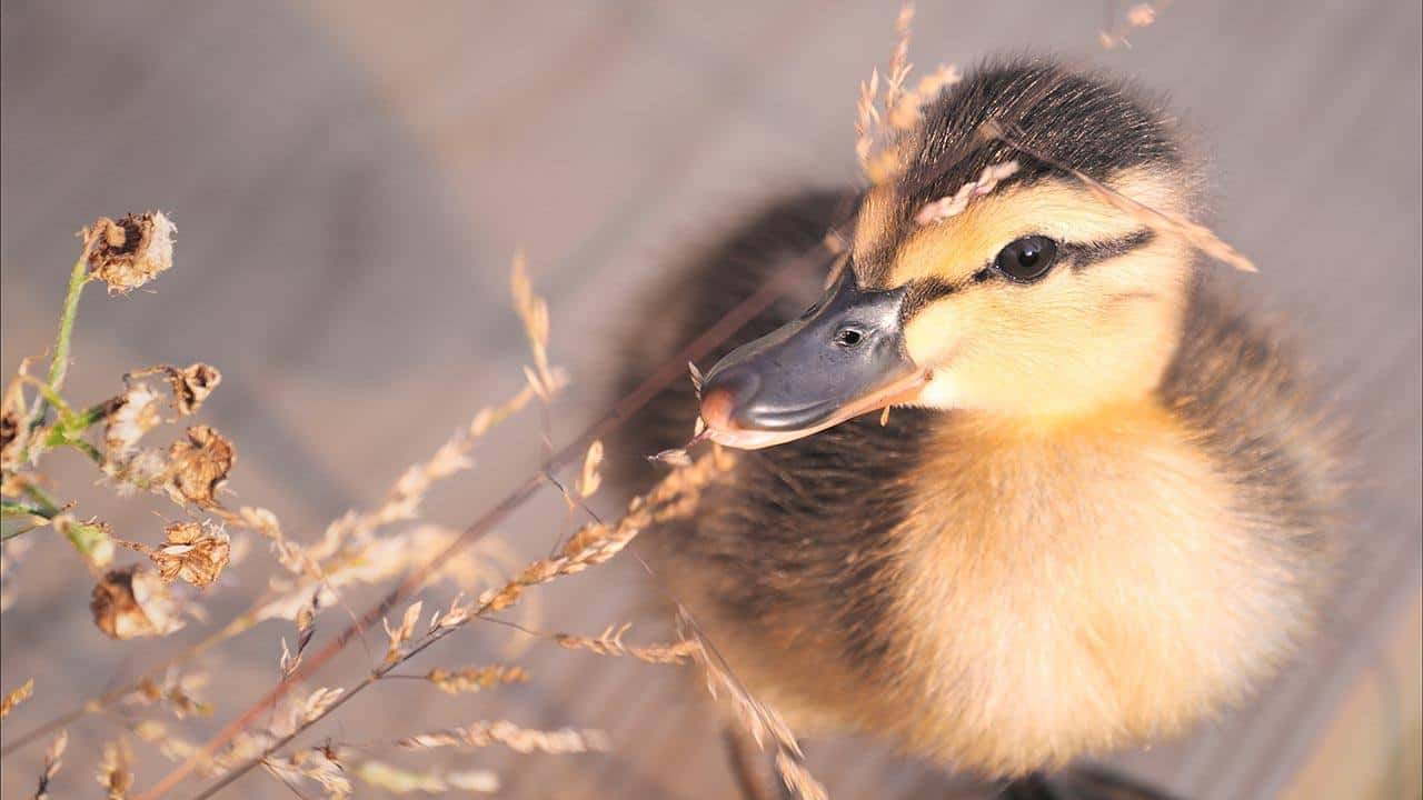 duckling eating weed