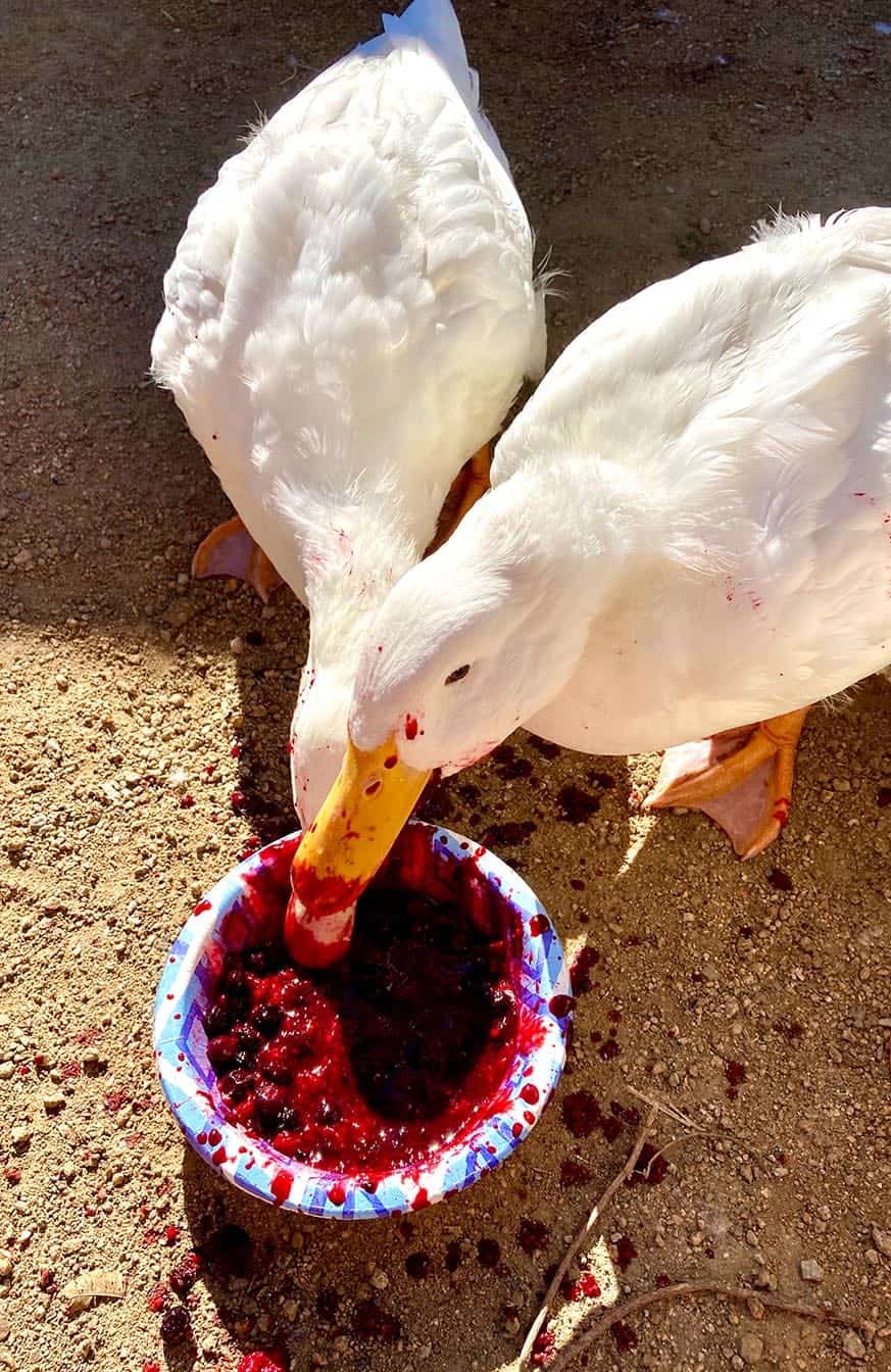 Ducks Eating blueberries