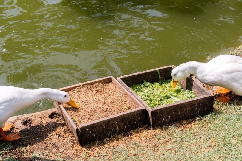 ducks eating_ChaniDAP_Shutterstock