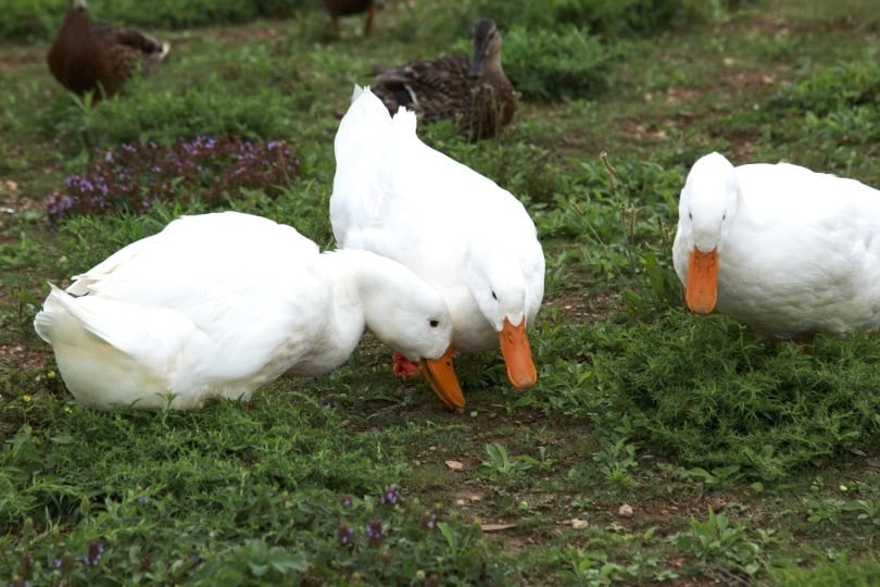 ducks eating