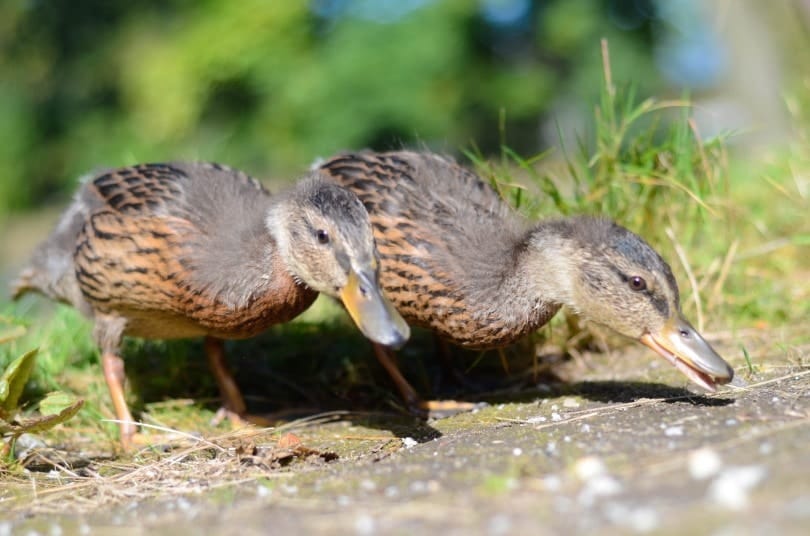 ducks pair_nimmersatt_Shutterstock