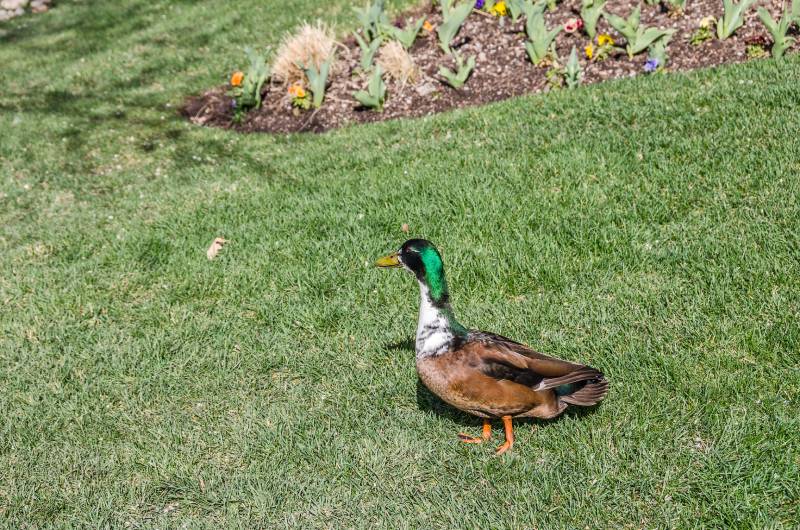 duclair duck enjoying a walk in the sun