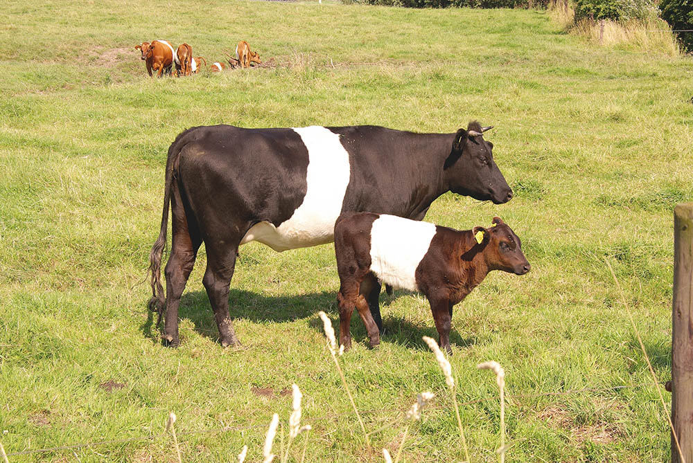 Dutch belted cow with a calf