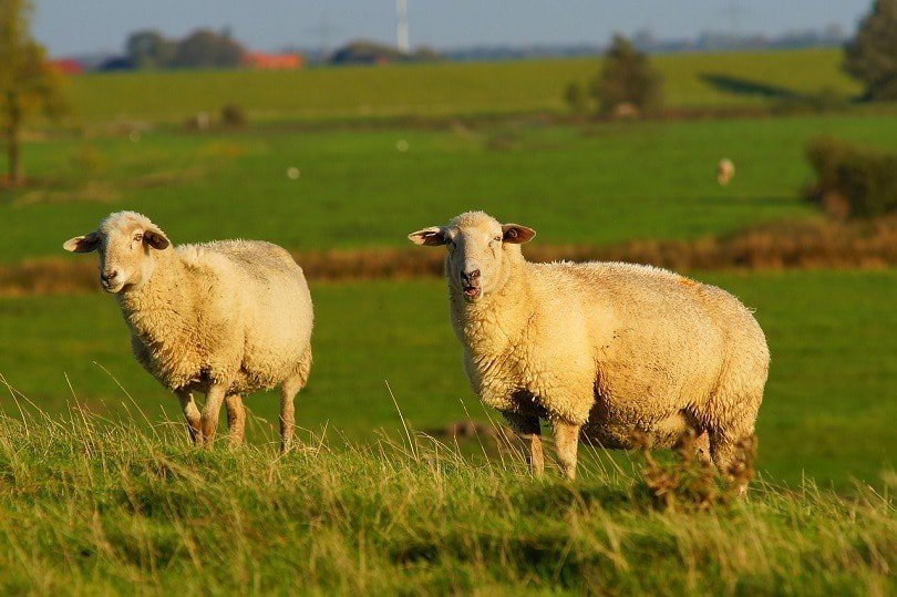 east friesian sheep-pixabay
