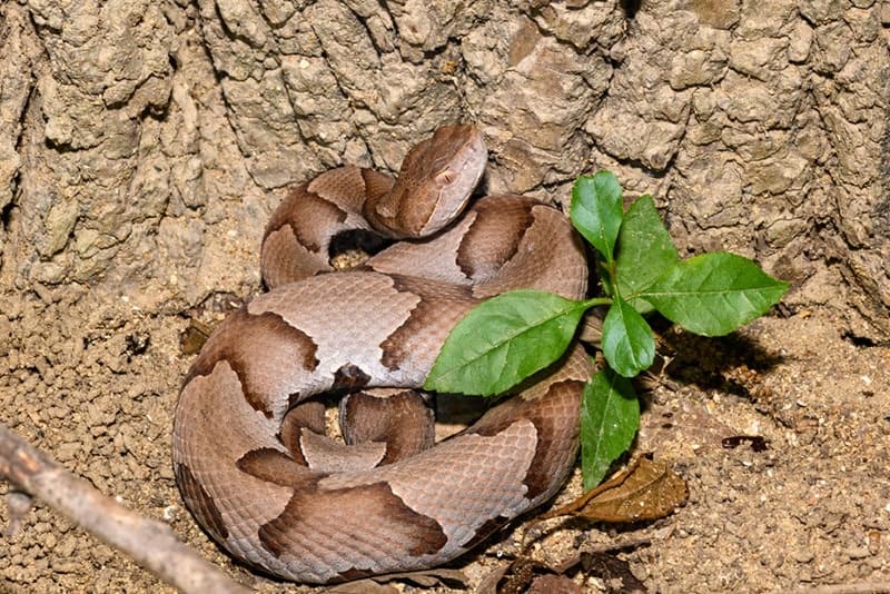 eastern copperhead snake in the forest