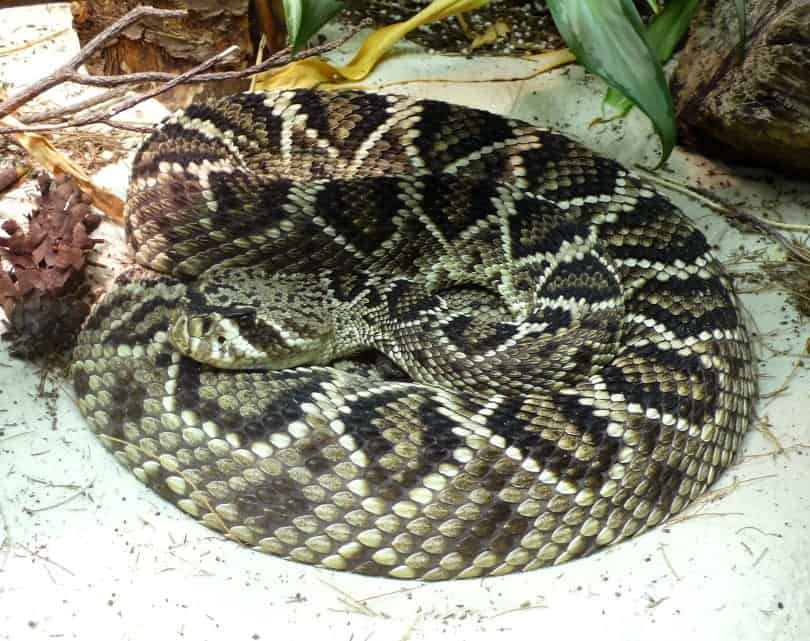 eastern diamondback rattle snake