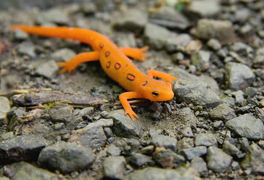eastern newt red spotted