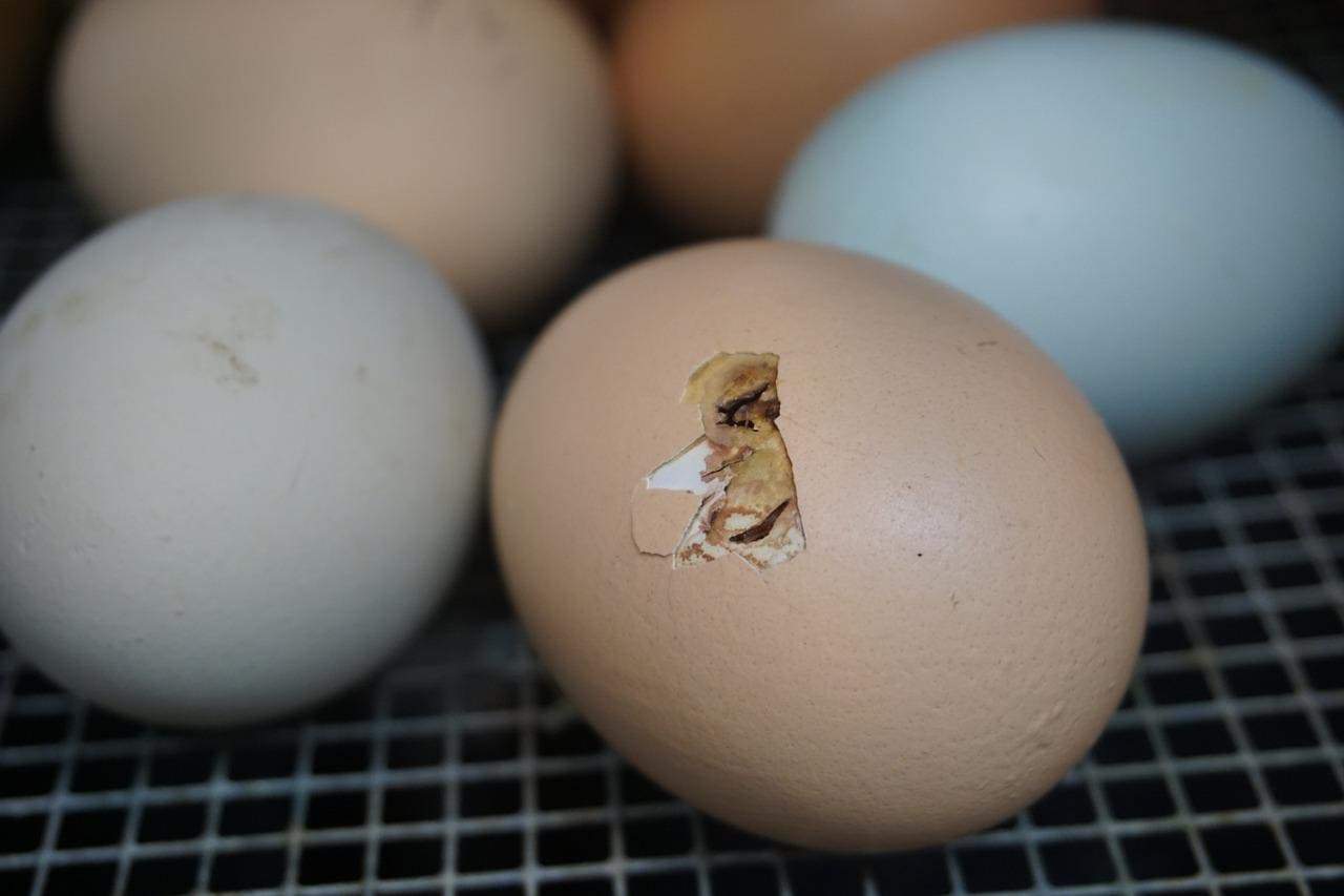 egg hatch