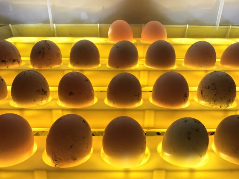 egg incubator_SutidaS_Shutterstock
