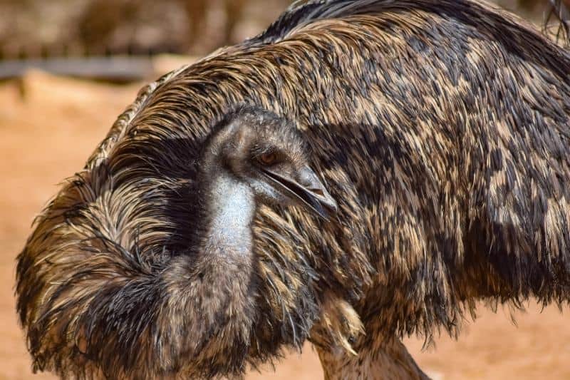 emu bird focus shot