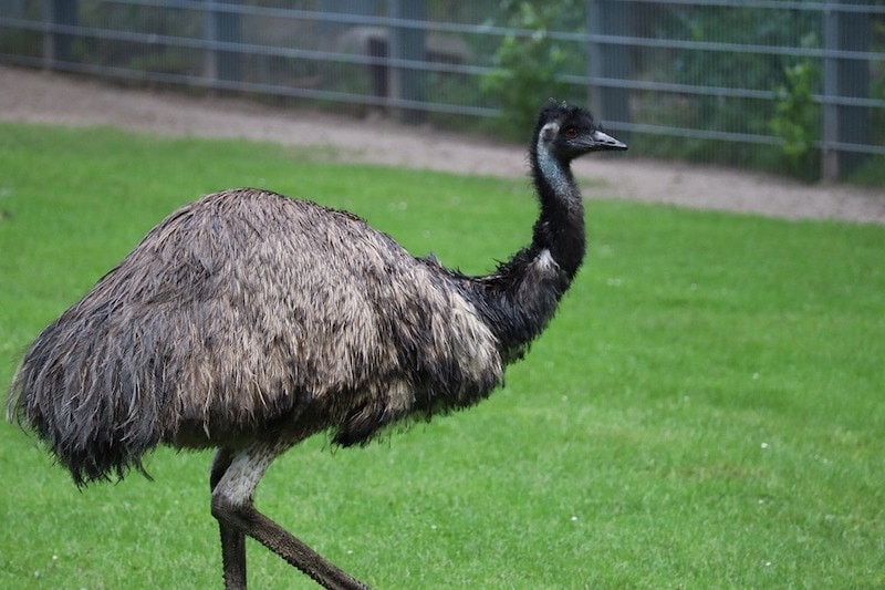 emu bird walking in grassy yard