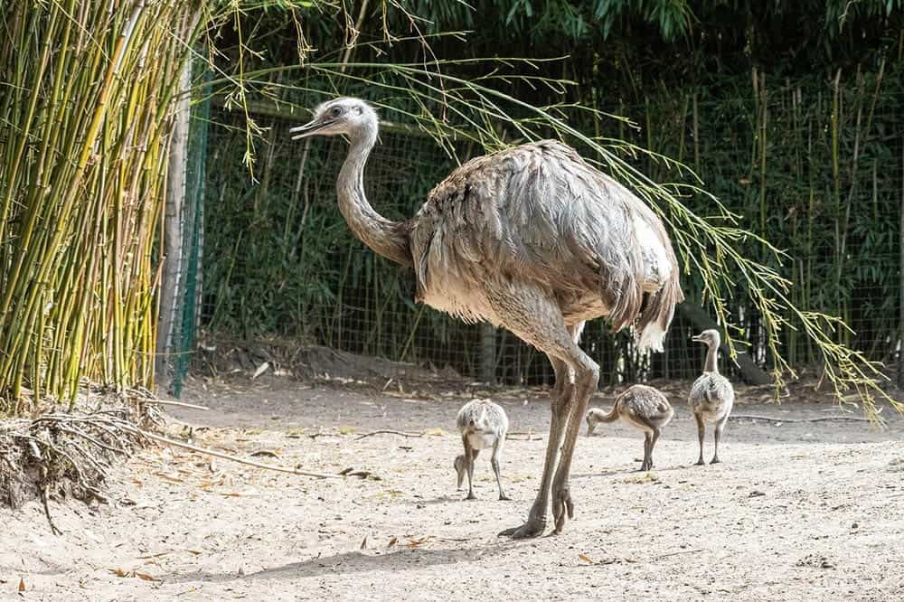 ostrich bird with its young ones
