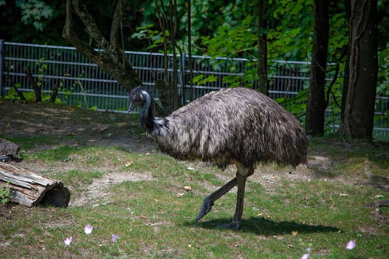 emus bird walking outdoors