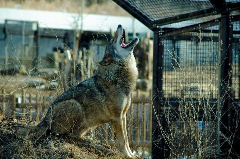 eurasian wolf howling