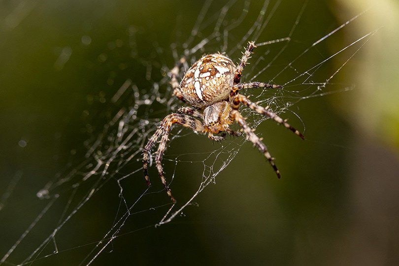 european garden spider on cobweb