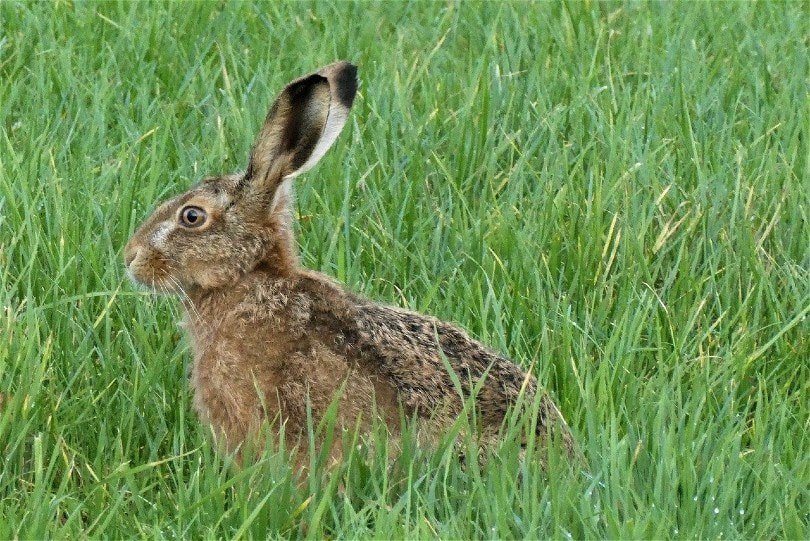 european hare side view