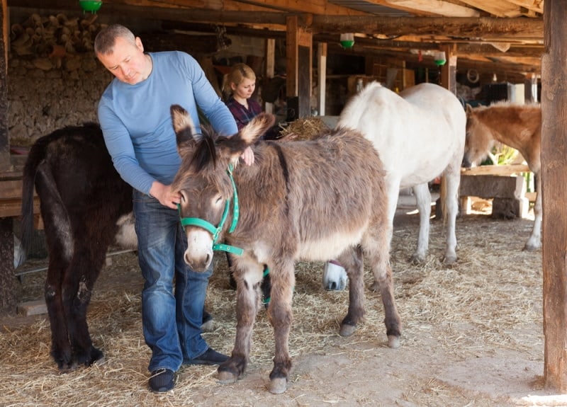 farmer taking care of donkeys
