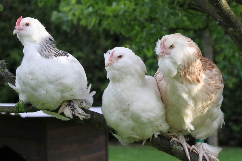 faverolles chickens perching