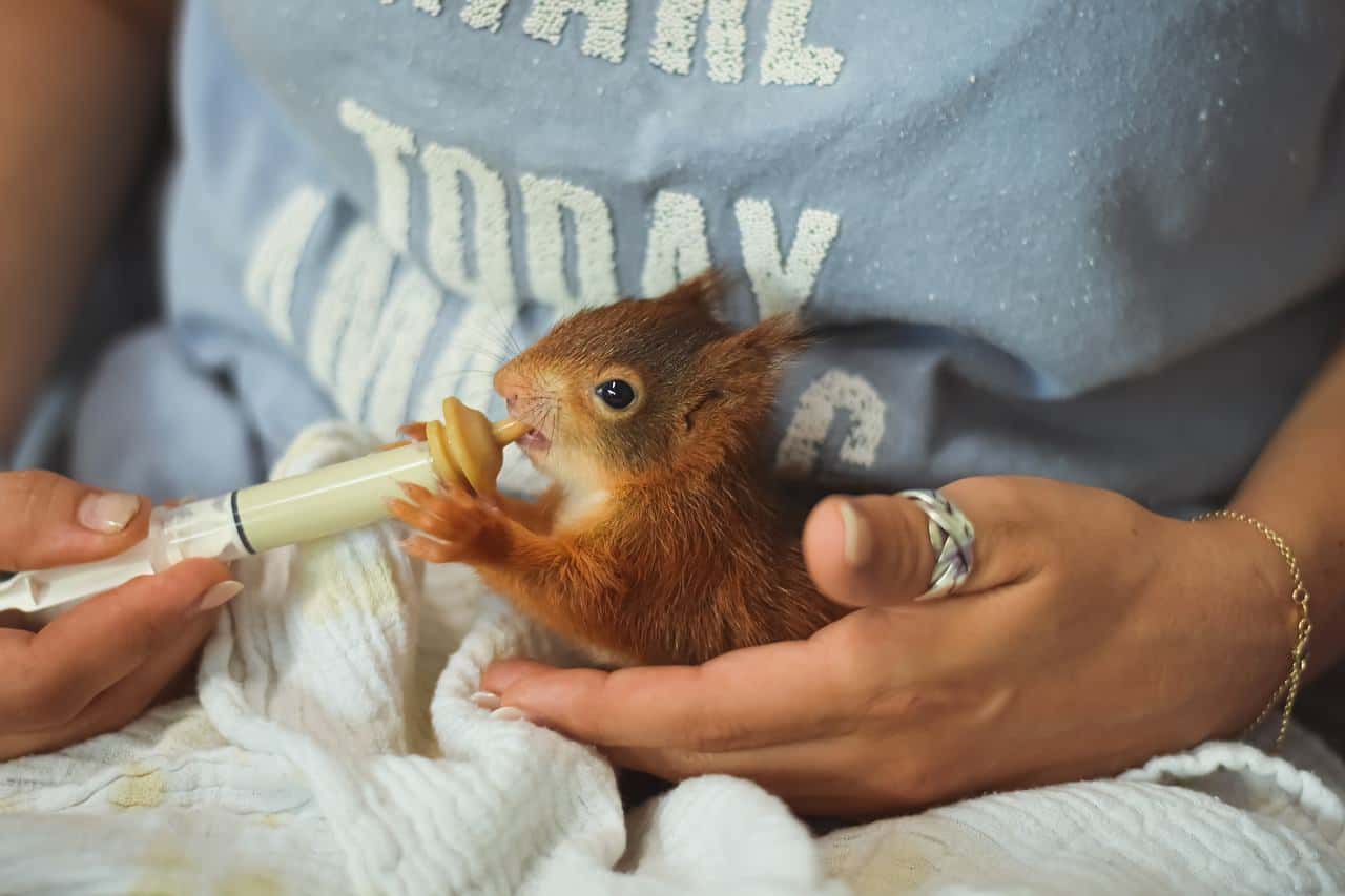 feeding baby squirrel