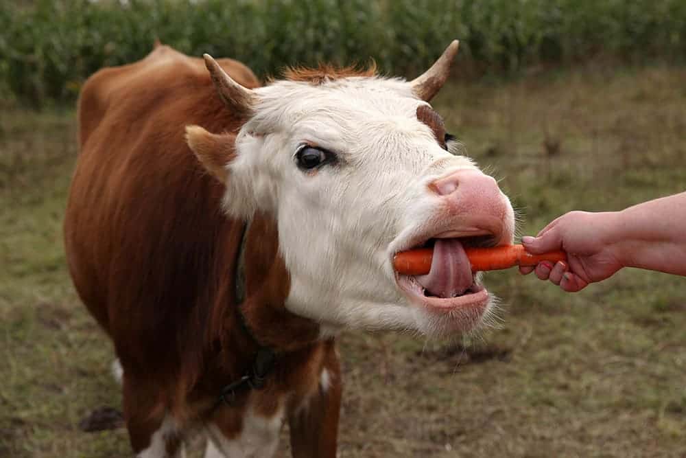 feeding cow with carrot