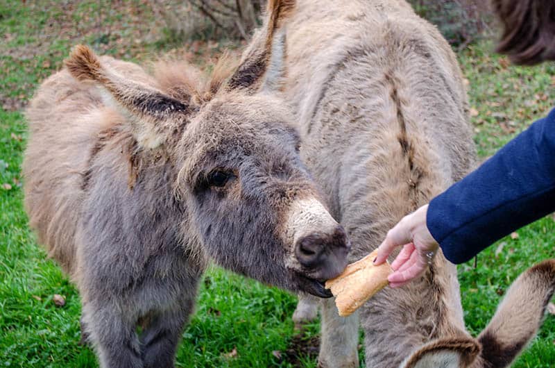 feeding donkey with bread