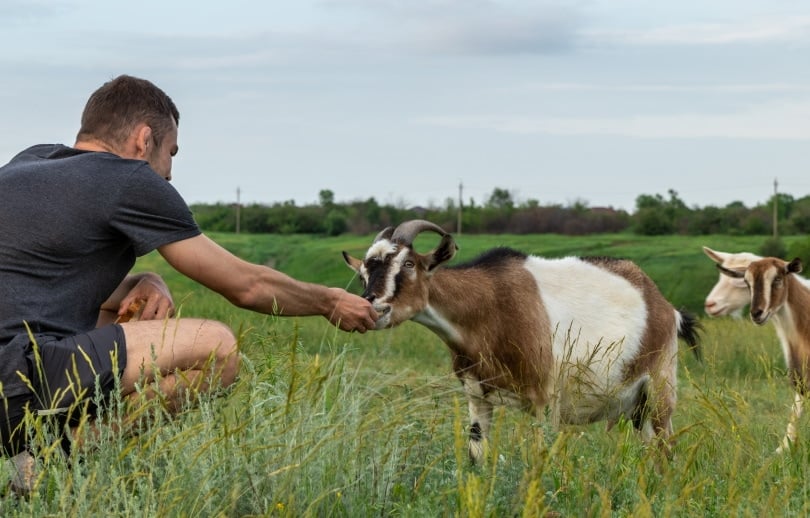 feeding goat