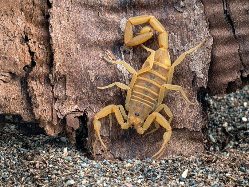 female Arizona bark scorpion