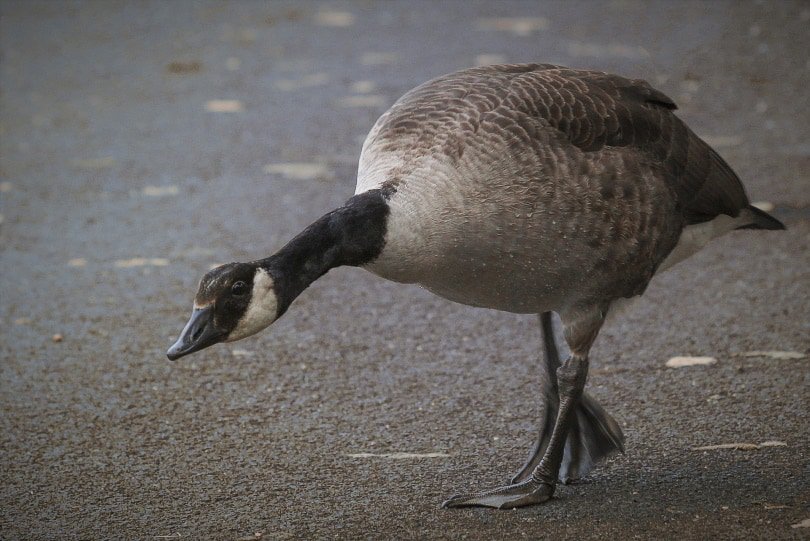 female canada goose walking