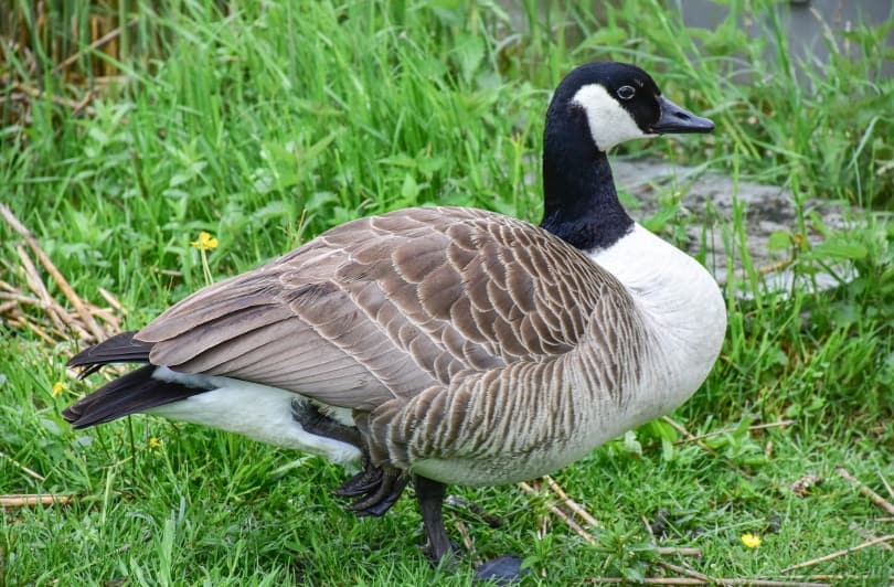 female canada goose