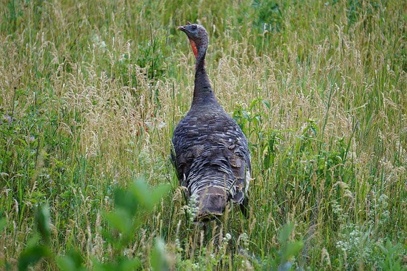 female turkey in long grass