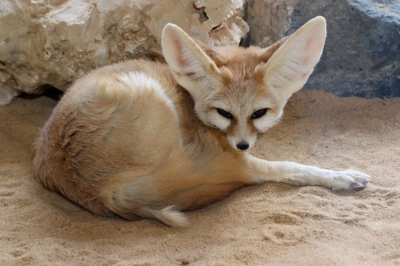 fennec fox lying on sand