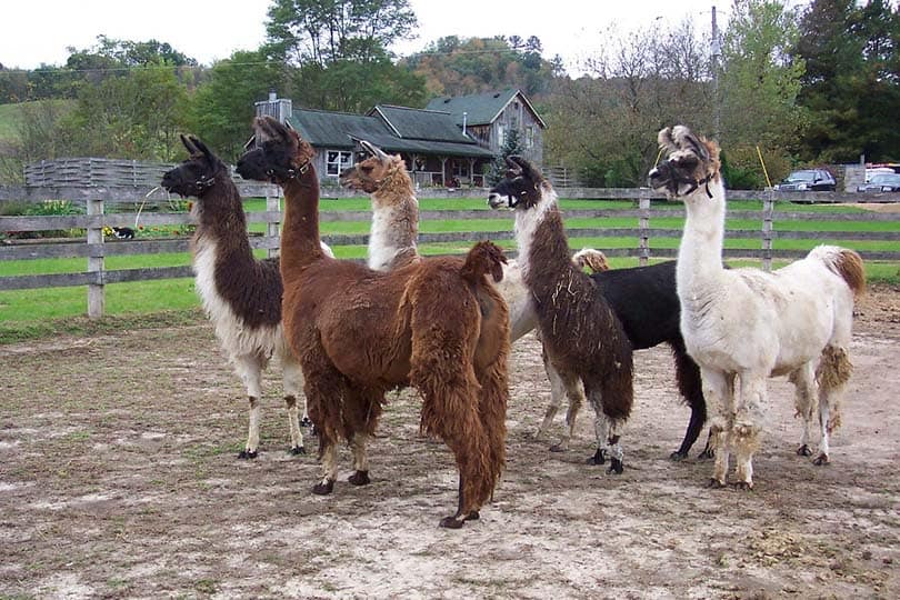 five llamas in a farm
