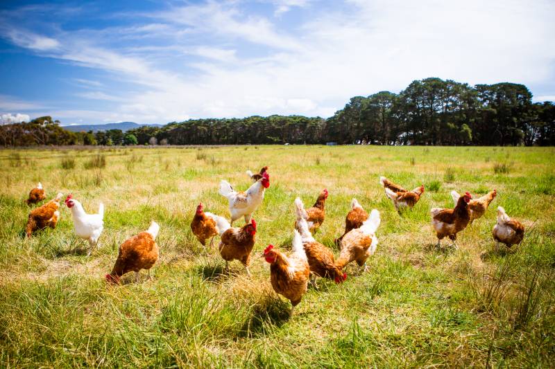 flock of chickens roam freely in a lush green paddock