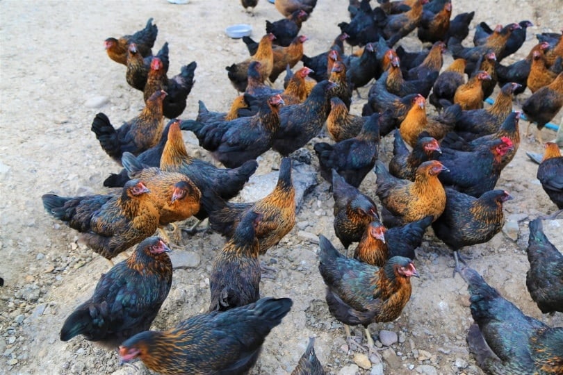 flock of chickens_Piqsels